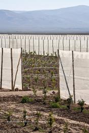 Image du Maroc Professionnelle de  Des fermes de grandes dimensions avec des terres agricoles qui ont profité de l’épierrage, d'un tri et enfin du broyage des roches cela a permis de créer des champs de grandes dimensions que l’on a divisés en zones séparées par des filets dans le but de les protéger contre l'action du vent. Avant de procédé à la plantation des orangers on avait équipé le sol d’un système moderne d'arrosage qui laisse passer l’eau petit à petit, dit "goutte à goutte" dans une nouvelle ferme moderne à Chichaoua, Mardi 27 Février 2007. (Photo / Abdeljalil Bounhar)